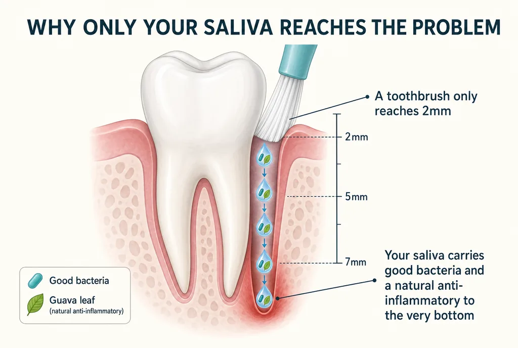 Diagram: a toothbrush reaches only 2mm under the gumline while saliva carries the fix to the bottom of a deep pocket